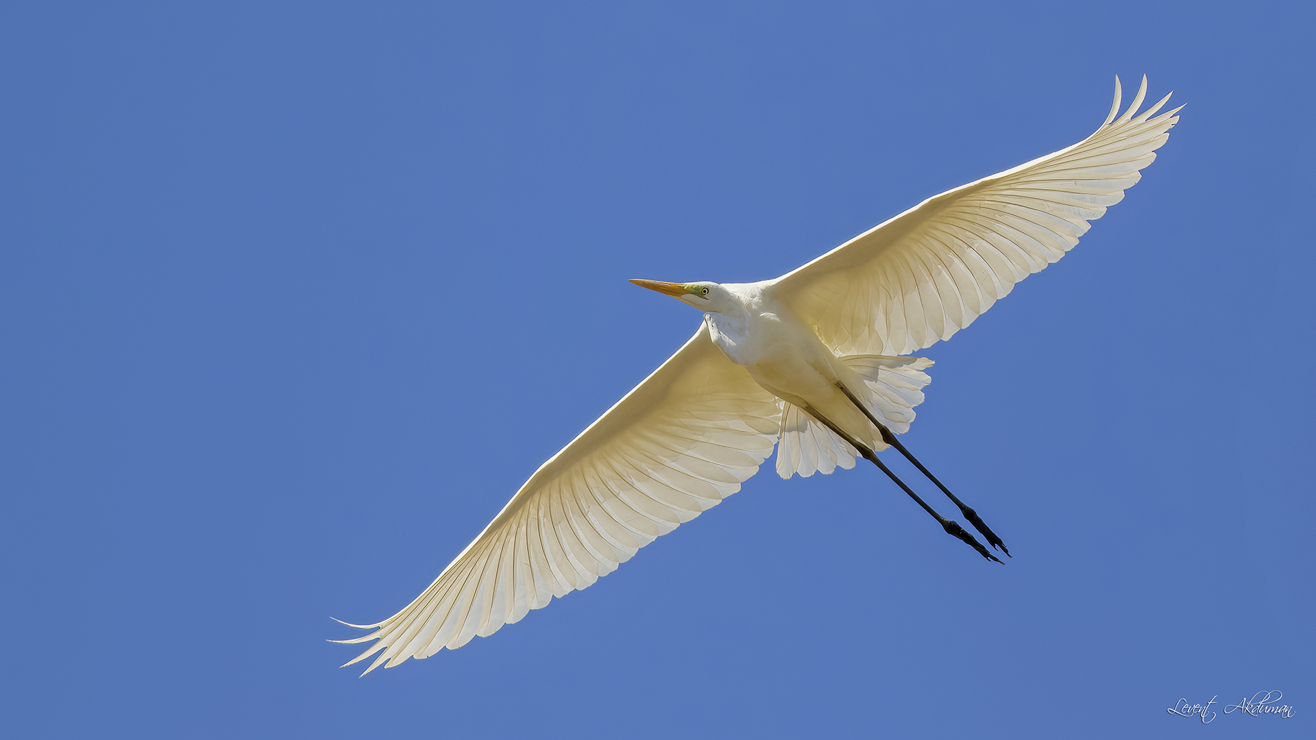 Great Egret